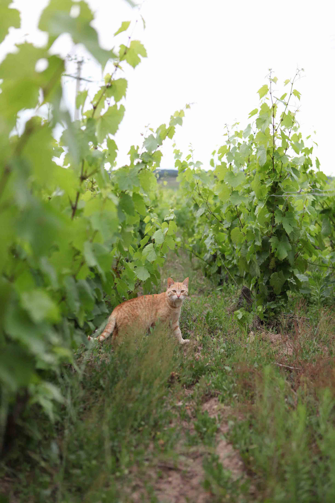 Q + A with Domaine Leonis, Beaujolais